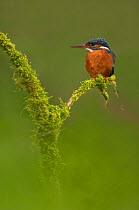 Kingfisher (Alcedo atthis) perched on moss covered branch, Cheshire, UK