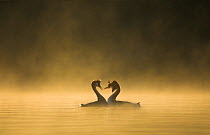 Great crested grebes (Podiceps cristatus) performing courtship ritual at dawn, Cheshire, UK April