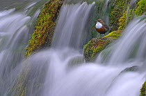Dipper (Cinclus cinclus) perched on moss covered waterfall, Derbyshire, UK