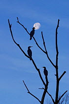 Common cormorants (Phalacrocorax carbo) silhouetted against the moon, Cheshire, UK