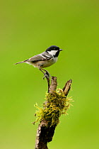 Coal tit (Periparus ater) perched on moss covered twig, Cheshire, UK