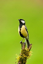 Great tit (Parus major) perched on moss covered twig, Cheshire, UK