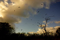 Common swifts (Apus apus) and Barn swallows (Hirundo rustica) hunting insects at dusk, Cheshire, UK May