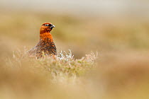 Red grouse (Lagopus lagopus scotica) sitting amongst heather, Derbyshire, UK May