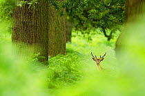 Fallow deer (Dama dama) in woodland clearing, Cheshire, UK August