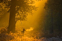 Fallow deer (Dama dama) in woodland clearing at dawn, Cheshire, UK November