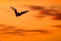 Arctic tern (Sterna paradisae) in flight at dawn, UK