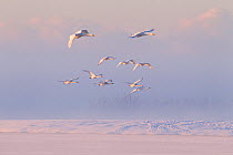 Whooper swans (Cygnus cygnus) group in flight over frozen lake at dusk, Lancashire, UK December