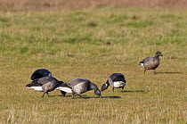 Brent geese (Branta bernicla) grazing, Stanpit Marsh, Dorset, UK, January