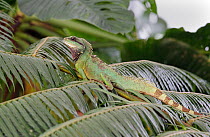 Chinese Water Dragon (Physignathus cocincinus) on palm leaf, captive