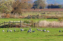 Flock of Common Crane (Grus grus) grazing on wetlands, part of the reintroduction programme headed by the RSPB on the Somerset Levels, UK, October 2011