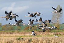 Flock of Common Crane (Grus grus) in flight over wetlands, part of the reintroduction programme headed by the RSPB on the Somerset Levels, UK, November 2011