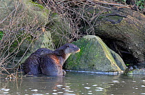 European river otter (lutra lutra) two in River Stour, Dorset, UK, January
