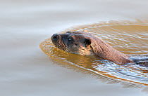 European River Otter (Lutra lutra) swimming, River Stour, Dorset, UK, January