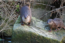 European River Otter (Lutra lutra) two on rock, looking up, River Stour, Dorset, UK, February