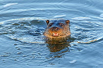 European River Otter (Lutra lutra) swimming, River Stour, Dorset, UK, February