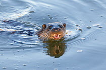 European River Otter (Lutra lutra) swimming, River Stour, Dorset, UK, February