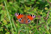Peacock butterfly (Inachis io) Wiltshire, UK, July