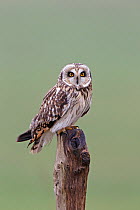 Short-eared owl (Asio flammeus) perched on post, Salisbury Plain, Wiltshire, UK, December