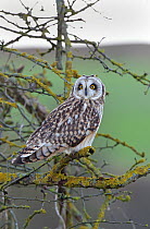 Short-eared owl (Asio flammeus) perched in tree, Salisbury Plain, Wiltshire, UK, January