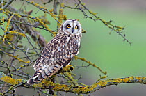 Short-eared Owl (Asio flammeus) perched in tree, Salisbury Plain, Wiltshire, UK, January