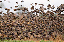 Flock of Common starling (Stunus vulgaris) taking off from ground, winter, Somerset Levels, UK, November