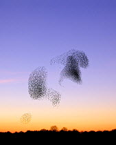 Flocks of Common Starling (Sturnus vulgaris) gathering before landing at winter roost, Salisbury Plain, Wiltshire, UK. The silhouette of the chasing Peregrine (Falco peregrinus) is visible between the...