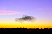 Flocks of Common Starling (Sturnus vulgaris) gathering before landing at winter roost, Salisbury Plain, Wiltshire, UK,  January