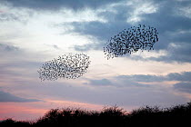 Flocks of Common Starling (Sturnus vulgaris) gathering before landing at winter roost, Salisbury Plain, Wiltshire, UK. January