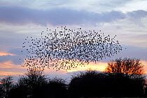 Flock of Common Starling (Sturnus vulgaris) gathering before landing at winter roost, Salisbury Plain, Wiltshire, UK, January