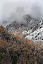 The upper forest belt in Altai Mountains after first snowfall, Katunsky Range with Siberian larch trees (Larus sibirica rufous) and Siberian pine trees (Pinus sibirica) Mt.Belukha Nature park, South-W...