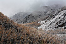 The upper forest belt in Altai Mountains after first snowfall, Katunsky Range with Siberian larch trees (Larus sibirica rufous) and Siberian pine trees (Pinus sibirica)  Mt.Belukha Nature park, South-...