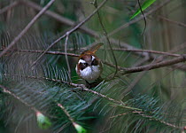 White-browed fulvetta (Fulvetta vinipectus) perched in branch in the bamboo thickets of Cypressus-Tsuga forest, Upper forest belt of the Central Himalaya, Nepal, May.