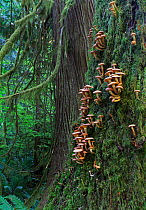 Western red cedar tree (Thuja plicata) trunks with moss and fungi, inland temperate rainforest of Olympic National Park, Washington, USA, Western North America, January.