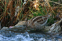 Snipe (Gallinago sp) drinking water from creek during spring migration at 3500-4000m in Mustang, Nepal, Trans Himalaya, Central Asia, April.
