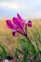 Iris (Iris humilis) in flower Orenburg steppe  Orenburgsky State Nature Reserve, Zapovednik, Orenburg Steppe Region, Russia at the border with Kazakhstan, May.