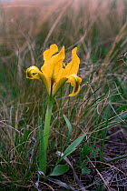 Iris (Iris humilis) in flower Orenburg steppe  Orenburgsky State Nature Reserve, Zapovednik, Orenburg Steppe Region, Russia at the border with Kazakhstan, May.