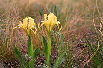 Iris (Iris humilis) two in flower, Orenburg steppe  Orenburgsky State Nature Reserve, Zapovednik, Orenburg Steppe Region, Russia at the border with Kazakhstan, May 2010.