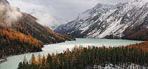 Lake Kucherlinskoe, a famous tarn lake of Altai Mts, in the rocky Katunsky Range, surrounded by snowy peaks with typical Altai montane forest including Siberian larch trees (Larus sibirica) and Siberi...