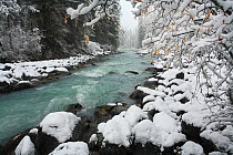 Russian winter in Altai Mountains, gorge valley of the river Kucherla, famous for its milky blue-and-green waters with riparian dark forest of Siberian spruce (Picea obovata) Siberian fir (Abies sibir...