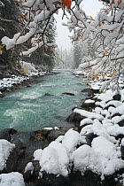 Russian winter in Altai Mountains, gorge valley of the river Kucherla, famous for its milky blue-and-green waters with riparian dark forest of Siberian spruce (Picea obovata) Siberian fir (Abies sibir...