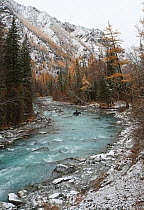 River Kucherla with a local man on a horse crossing the montane Altai river, running at the bottom of deep gorge through the riparian forest with Siberian spruce (Picea obovata) and Siberian fir (Abie...