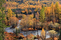 Colourful autumn views in Altai Mountains at the river Multa in Katunsky Range, with riparian leaf forest and conifers, Siberian Larch trees (Larus sibirica) and Siberian Pine trees (Pinus sibirica, g...