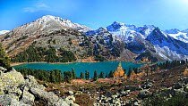 Lake Upper Multinskoe, a typical tarn lake in the sub-alpine belt of Altai Mountains with groves of Siberian pine trees (Pinus sibirica) and rocks, mountain tundra and glaciers, Katunsky State Nature...
