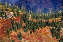 The Loop-Maple Trail heading up from Rainy Pass area of North Cascades Scenic Highway, above the tree line, with the islets of sub alpine firs and larches, North Cascades National Park Cascade Range,...