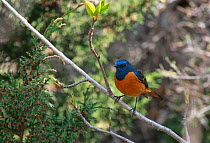 Blue-fronted redstart (Phoenicurus frontalis) male perched on branch in Mustang country, Nepal, May.