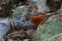 Alpine accentor (Prunella collaris) on rocks and vegetation at Thorung-La Pass, Mustang country, Nepal, May.