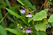 Orchid (Zygopetalum maxillarieae) in  Atlantic Rainforest of Itatiaia National Park, municipality of Itatiaia, Rio de Janeiro State, Southeastern Brazil.