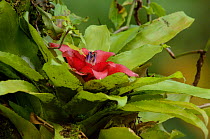 Bromeliad (Nidularium bicolor) Atlantic Rainforest of Itatiaia National Park, municipality of Itatiaia, Rio de Janeiro State, Southeastern Brazil.