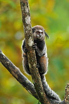 Wied's black tufted-ear marmoset (Callithrix kuhli) clinging to branch in mountainous Atlantic Rainforest of Serra Bonita Natural Private Heritage Reserve (RPPN Serra Bonita), municipality of Camacan,...